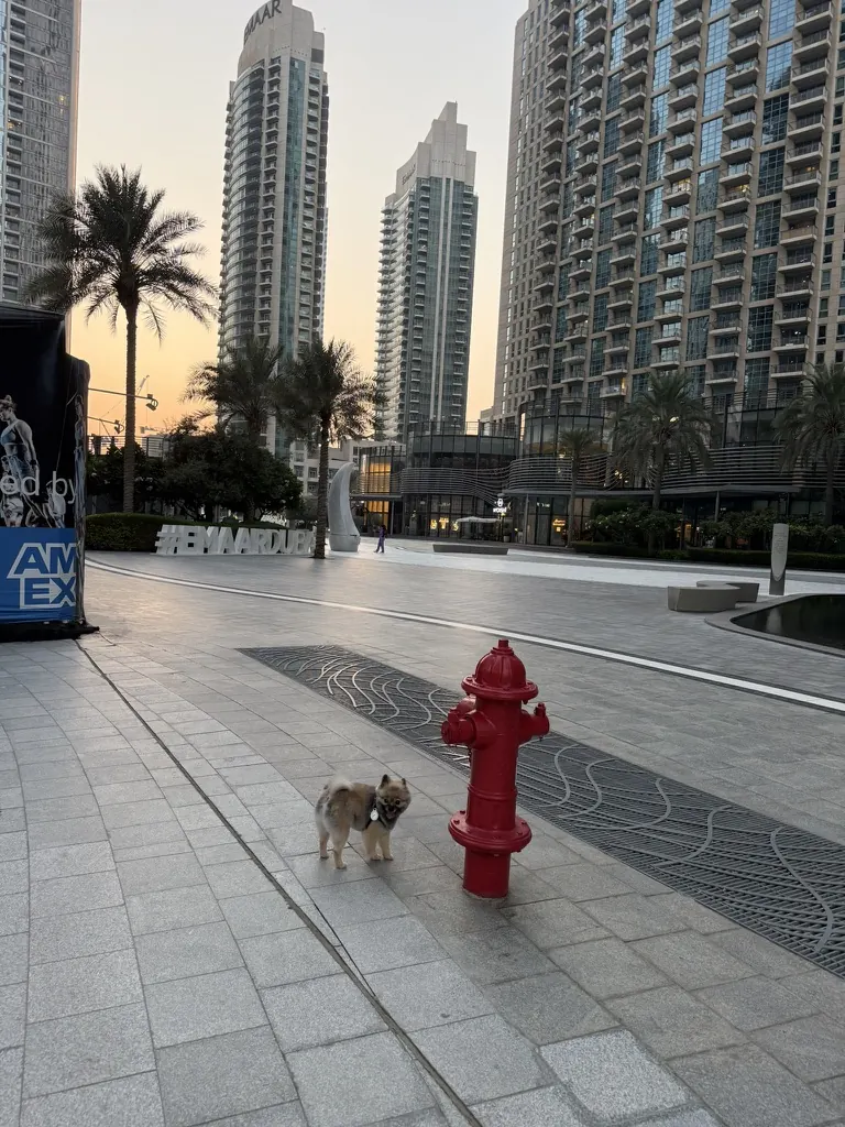 Furs Class Travel — Pomeranian dog in Dubai Marina plaza after a safe UK → UAE travel